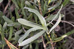 Bushy seaside tansy